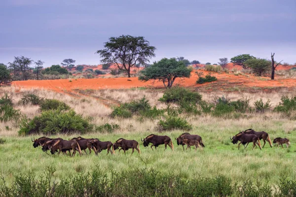 Herde Schwarzer Gnus Connochaetes Gnou Der Kalahari Wüste Osten Namibias — Stockfoto