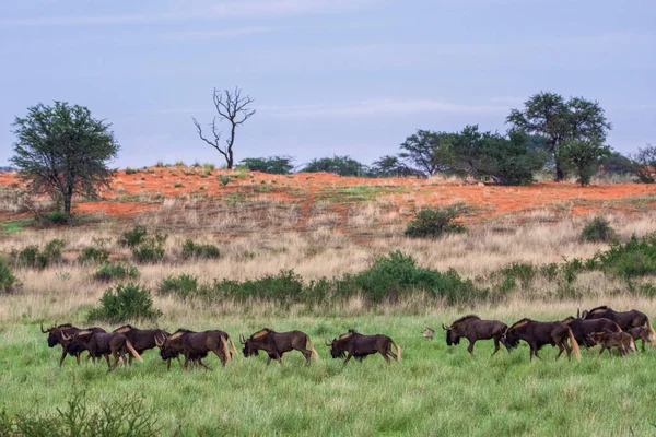 纳米比亚东部卡拉哈里沙漠的黑羚羊群 Gnou — 图库照片