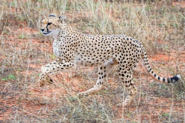 Guepardo Acinonyx Jubatus Hábitat Natural Desierto Kalahari Namibia —  Fotos de Stock