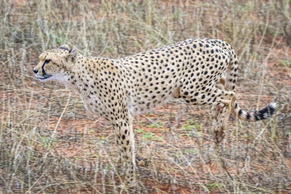 Gepard Acinonyx Jubatus Środowisku Naturalnym Pustynia Kalahari Namibii — Zdjęcie stockowe
