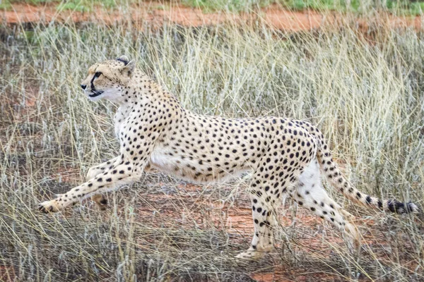 Cheetah Acinonyx Jubatus Habitat Natural Deserto Kalahari Namíbia — Fotografia de Stock