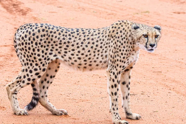 Gepárd Acinonyx Jubatus Természetes Élőhelyen Kalahári Sivatag Namíbiában — Stock Fotó