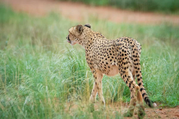 Gepárd Acinonyx Jubatus Természetes Élőhelyen Kalahári Sivatag Namíbiában — Stock Fotó