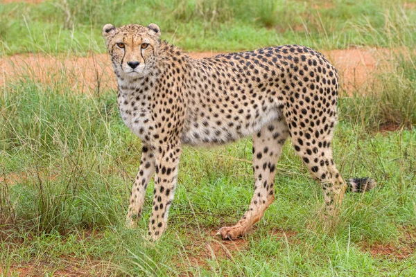 Gepárd Acinonyx Jubatus Természetes Élőhelyen Kalahári Sivatag Namíbiában — Stock Fotó