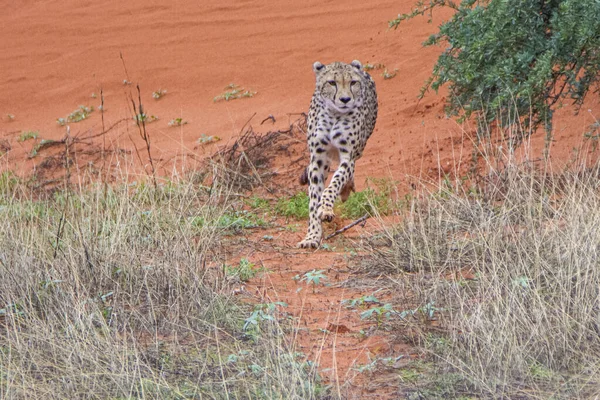 Cheetah Acinonyx Jubatus Natural Habitat Kalahari Desert Namibia — Stock Photo, Image