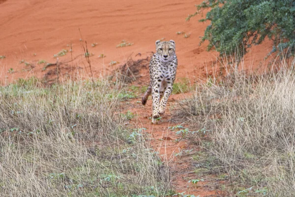 Gepárd Acinonyx Jubatus Természetes Élőhelyen Kalahári Sivatag Namíbiában — Stock Fotó