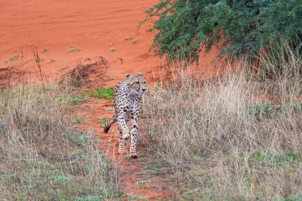 Gepárd Acinonyx Jubatus Természetes Élőhelyen Kalahári Sivatag Namíbiában — Stock Fotó