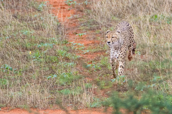 Cheetah Acinonyx Jubatus Habitat Natural Deserto Kalahari Namíbia — Fotografia de Stock