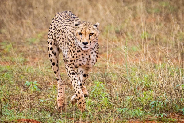 Gepárd Acinonyx Jubatus Természetes Élőhelyen Kalahári Sivatag Namíbiában — Stock Fotó