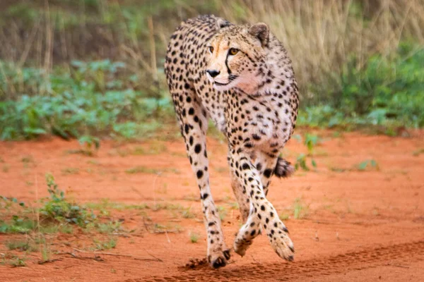 Gepárd Acinonyx Jubatus Természetes Élőhelyen Kalahári Sivatag Namíbiában — Stock Fotó