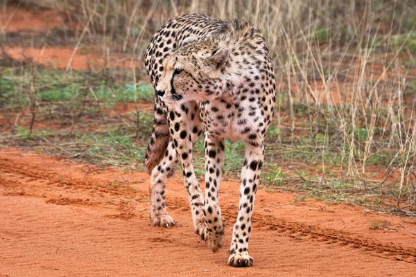 Cheetah Acinonyx Jubatus Natuurlijke Habitat Kalahari Woestijn Namibië — Stockfoto