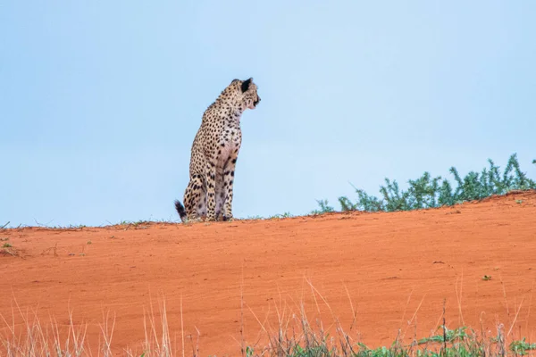Cheetah Acinonyx Jubatus Φυσικό Περιβάλλον Έρημο Kalahari Στη Ναμίμπια — Φωτογραφία Αρχείου