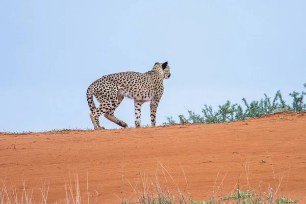 Gepárd Acinonyx Jubatus Természetes Élőhelyen Kalahári Sivatag Namíbiában — Stock Fotó