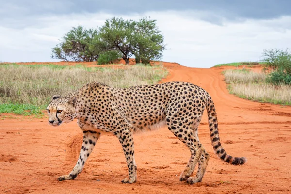 Gepard Acinonyx Jubatus Środowisku Naturalnym Pustynia Kalahari Namibii — Zdjęcie stockowe