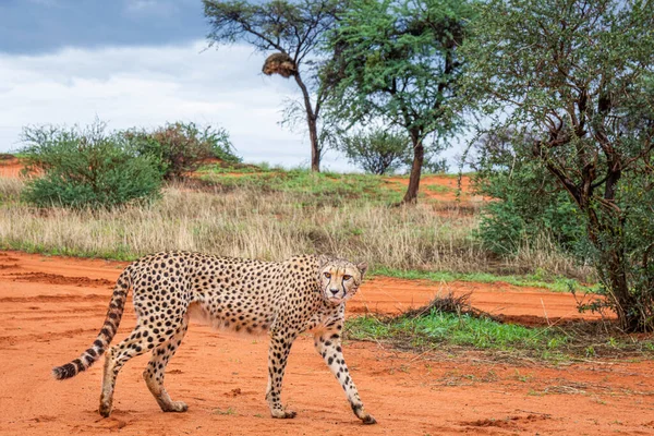 Gepard Acinonyx Jubatus Natürlichem Lebensraum Kalahari Wüste Namibia — Stockfoto