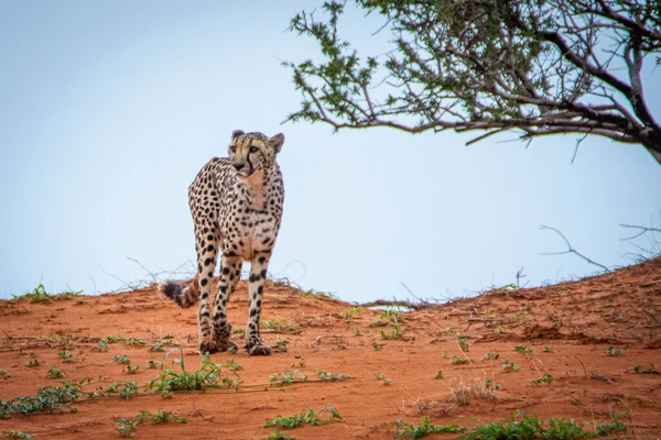 Gepard Acinonyx Jubatus Natürlichem Lebensraum Kalahari Wüste Namibia — Stockfoto