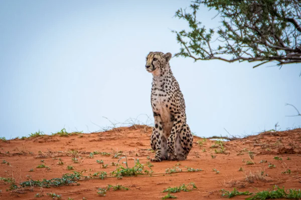 Cheetah Acinonyx Jubatus Habitat Naturale Deserto Del Kalahari Namibia — Foto Stock
