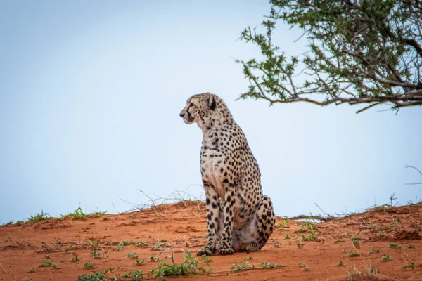 Cheetah Acinonyx Jubatus Φυσικό Περιβάλλον Έρημο Kalahari Στη Ναμίμπια — Φωτογραφία Αρχείου