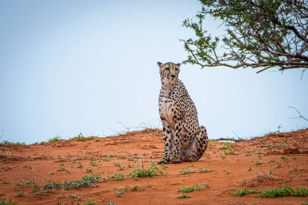 Gepard Acinonyx Jubatus Natürlichem Lebensraum Kalahari Wüste Namibia — Stockfoto