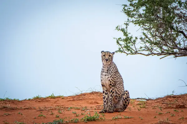 Cheetah Acinonyx Jubatus Habitat Naturale Deserto Del Kalahari Namibia — Foto Stock