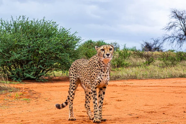 Gepard Acinonyx Jubatus Natürlichem Lebensraum Der Kalahari Wüste Namibia — Stockfoto