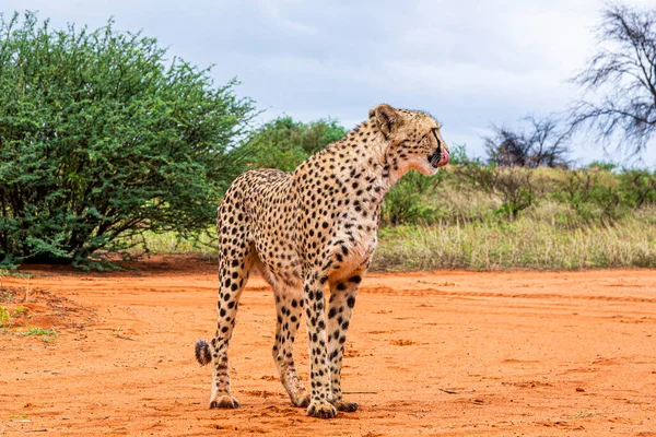 Cheetah Acinonyx Jubatus Habitat Natural Deserto Kalahari Namíbia — Fotografia de Stock