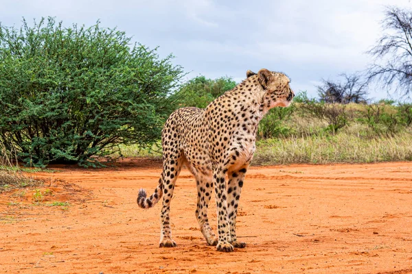 Gepard Acinonyx Jubatus Natürlichem Lebensraum Der Kalahari Wüste Namibia — Stockfoto