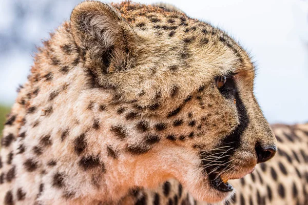 Cheetah Acinonyx Jubatus Habitat Natural Deserto Kalahari Namíbia — Fotografia de Stock