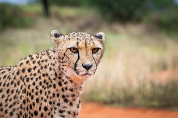 Guepardo Acinonyx Jubatus Hábitat Natural Desierto Kalahari Namibia — Foto de Stock