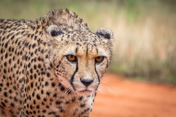 Cheetah Acinonyx Jubatus Habitat Natural Deserto Kalahari Namíbia — Fotografia de Stock