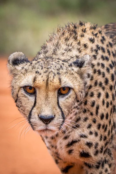 Cheetah Acinonyx Jubatus Natural Habitat Kalahari Desert Namibia — 图库照片