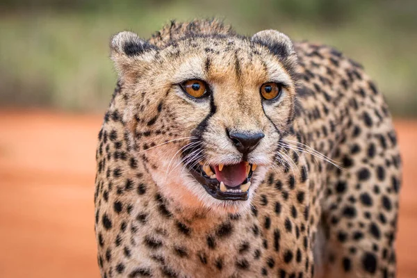 Cheetah Acinonyx Jubatus Habitat Naturale Nel Deserto Del Kalahari Namibia — Foto Stock