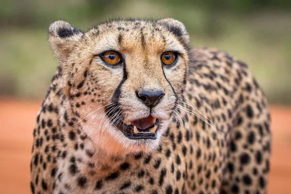 Cheetah Acinonyx Jubatus Habitat Natural Deserto Kalahari Namíbia — Fotografia de Stock