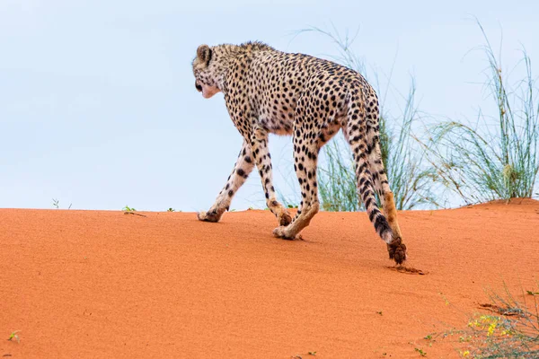 Cheetah Acinonyx Jubatus Habitat Natural Deserto Kalahari Namíbia — Fotografia de Stock