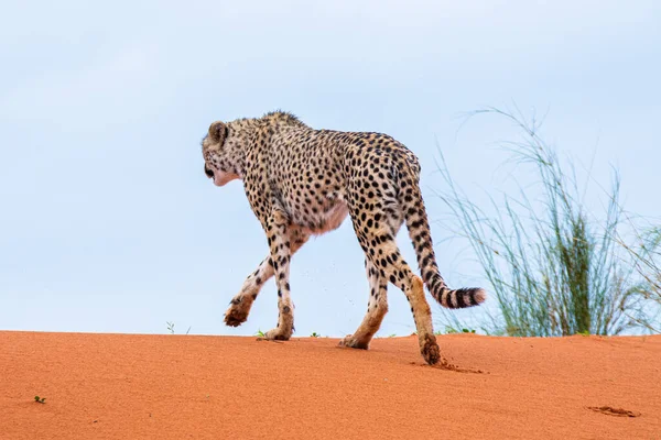 Gepárd Acinonyx Jubatus Namíbiai Kalahári Sivatag Természetes Élőhelyén — Stock Fotó