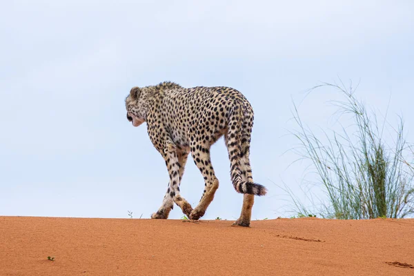 Gepárd Acinonyx Jubatus Namíbiai Kalahári Sivatag Természetes Élőhelyén — Stock Fotó