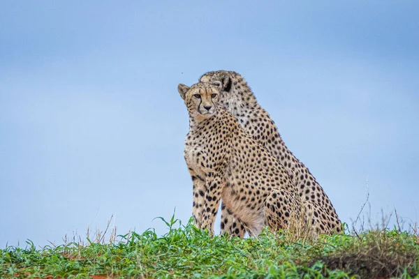 Cheetah Acinonyx Jubatus Φυσικό Περιβάλλον Στην Έρημο Καλαχάρι Της Ναμίμπια — Φωτογραφία Αρχείου