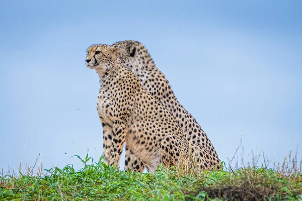 Cheetah Acinonyx Jubatus Φυσικό Περιβάλλον Στην Έρημο Καλαχάρι Της Ναμίμπια — Φωτογραφία Αρχείου