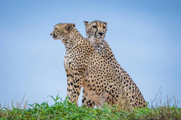 Cheetah Acinonyx Jubatus Naturlig Miljö Kalahari Öknen Namibia — Stockfoto