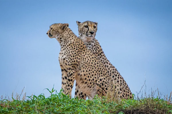 Cheetah Acinonyx Jubatus Φυσικό Περιβάλλον Στην Έρημο Καλαχάρι Της Ναμίμπια — Φωτογραφία Αρχείου