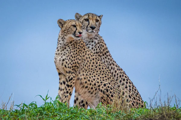 Cheetah Acinonyx Jubatus Naturlig Miljö Kalahari Öknen Namibia — Stockfoto