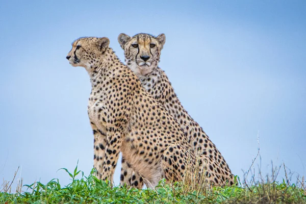 Cheetah Acinonyx Jubatus Naturlig Miljö Kalahari Öknen Namibia — Stockfoto