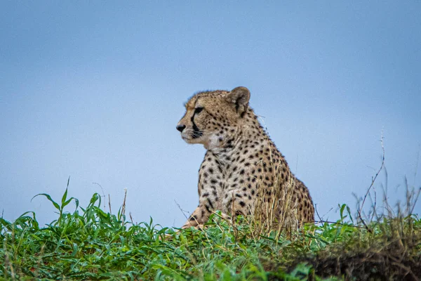 Cheetah Acinonyx Jubatus Φυσικό Περιβάλλον Στην Έρημο Καλαχάρι Της Ναμίμπια — Φωτογραφία Αρχείου