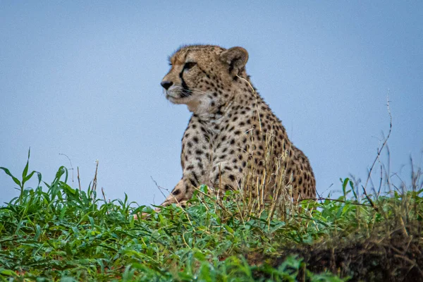 Cheetah Acinonyx Jubatus Φυσικό Περιβάλλον Στην Έρημο Καλαχάρι Της Ναμίμπια — Φωτογραφία Αρχείου