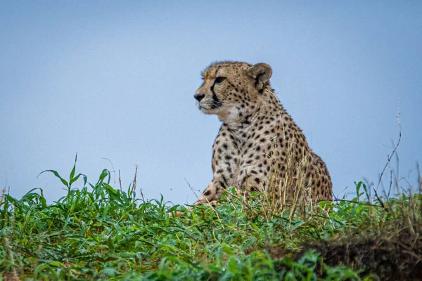 Gepárd Acinonyx Jubatus Namíbiai Kalahári Sivatag Természetes Élőhelyén — Stock Fotó