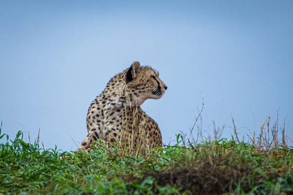 Cheetah Acinonyx Jubatus Φυσικό Περιβάλλον Στην Έρημο Καλαχάρι Της Ναμίμπια — Φωτογραφία Αρχείου