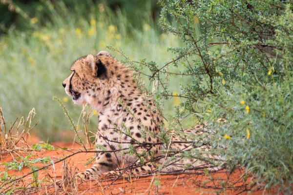 Gepard Acinonyx Jubatus Środowisku Naturalnym Pustyni Kalahari Namibii — Zdjęcie stockowe
