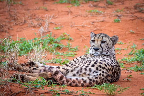 Cheetah Acinonyx Jubatus Habitat Natural Deserto Kalahari Namíbia — Fotografia de Stock