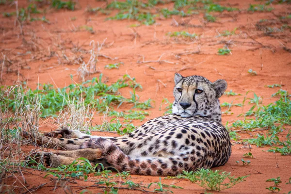 Cheetah Acinonyx Jubatus Habitat Natural Deserto Kalahari Namíbia — Fotografia de Stock