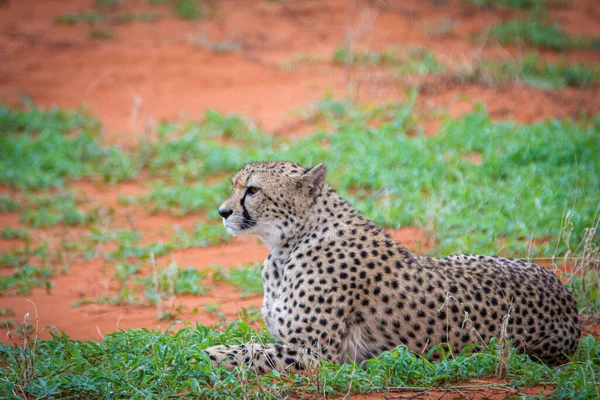 Gepard Acinonyx Jubatus Środowisku Naturalnym Pustyni Kalahari Namibii — Zdjęcie stockowe